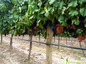 Napa Vineyard Irrigation Tours
