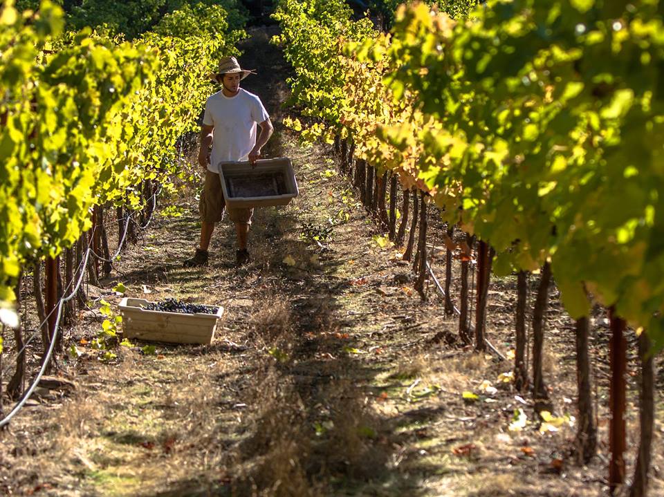 Define Wines Harvest