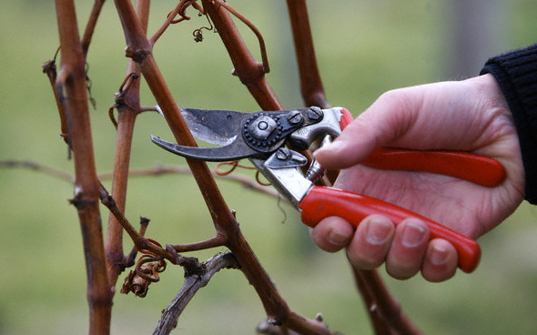 Pruning the Vine